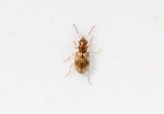 Bembidion ruficolle