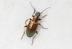 Agonum marginatum