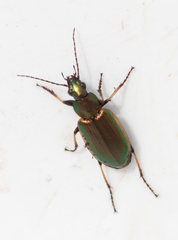 Agonum marginatum
