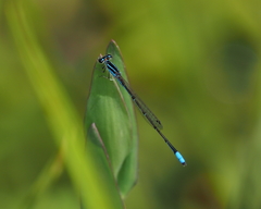 Acanthagrion cuyabae