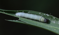 Pelopidas conjuncta narooa