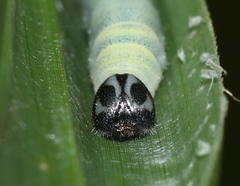 Pelopidas conjuncta narooa