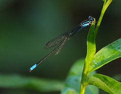 Acanthagrion gracile