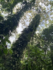 Monstera deliciosa