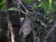 Calligaster himalayensis