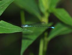 Acanthagrion lancea