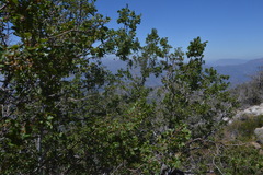 Nothofagus macrocarpa