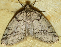 Tephronia lhommaria