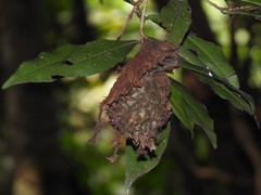 Calligaster himalayensis