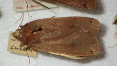 Noctua pronuba