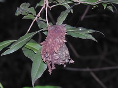 Calligaster himalayensis