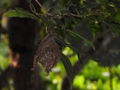 Calligaster himalayensis