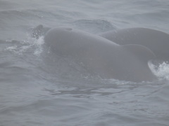 Globicephala melas