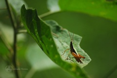 Dichromorpha prominula