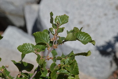 Nothofagus macrocarpa