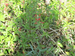 Anisacanthus quadrifidus