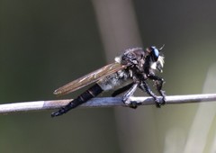Promachus painteri