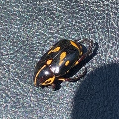 Rutela lineola