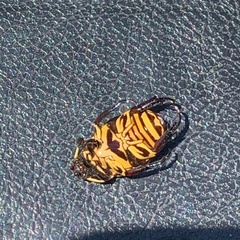 Rutela lineola