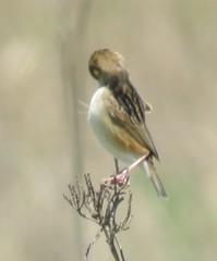 Cisticola cinnamomeus