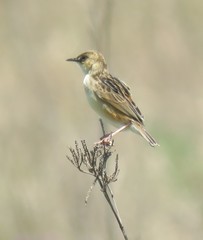Cisticola cinnamomeus