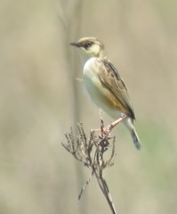 Cisticola cinnamomeus