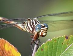 Aphylla angustifolia