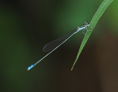 Aciagrion occidentale
