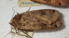 Noctua pronuba