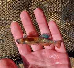 Etheostoma variatum