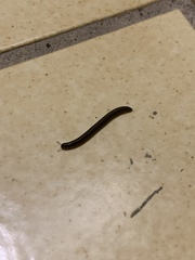 Anaulaciulus tonginus