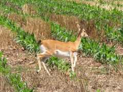 Ourebia ourebi ourebi