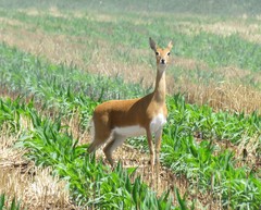 Ourebia ourebi ourebi