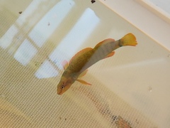 Etheostoma tippecanoe