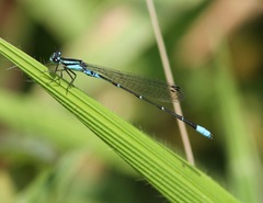 Africallagma pseudelongatum