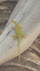 Anolis porcatus
