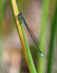 Africallagma rubristigma