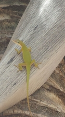 Anolis porcatus
