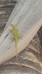 Anolis porcatus