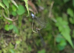 Pseudagrion pruinosum