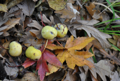 Eriolobus trilobatus