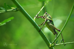 Brachystola behrensii