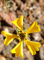 Calycadenia truncata