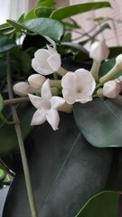 Stephanotis