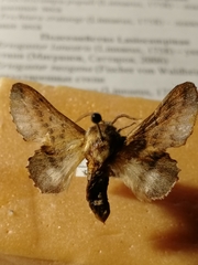 Phyllodesma tremulifolia