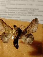 Phyllodesma tremulifolia