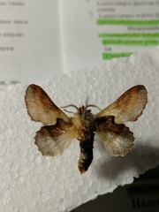 Phyllodesma tremulifolia