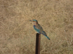 Coracias benghalensis