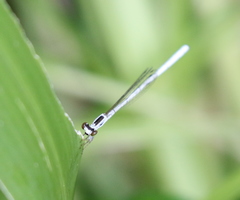 Agriocnemis argentea