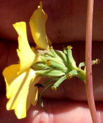 Calycadenia truncata